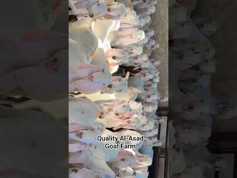 Quality Sojat Kids at Al-Asad Goat Farm Pipar City #goat #animals #viral #farming #like #share #yt