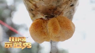 猴头菇菌棒腐烂怎么回事？摆放间距竟然也有讲究！丨「田间示范秀」20210607