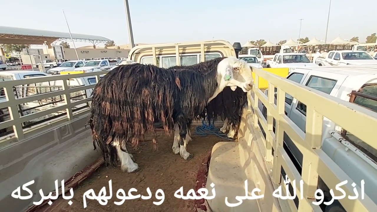 بريده/تغطية حراج الاغنام الكبير للجلابه الخميس صباحا ٣/٨/١٤٤٤ ماشاء الله