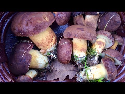 ГРИБЫ в НОЯБРЕ.  Подмосковье.