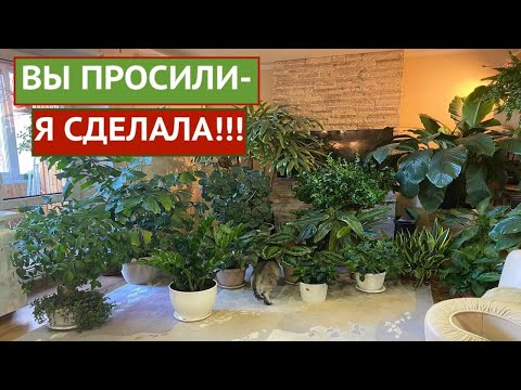 Видео: МОИ ЛУЧШИЕ КОМНАТНЫЕ ЦВЕТЫ, КОТОРЫЕ ВЫ ТОЧНО ПОЛЮБИТЕ!