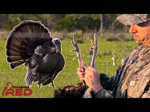 Download Chasing Red | Hookzilla in Florida, Turkey Roosting Tips
