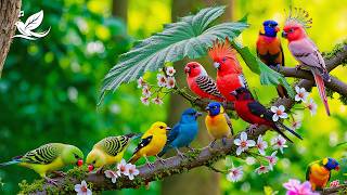 Relaxing Bird Sounds - Beautiful Birds Sound | Relaxing Nature Ambience Meditation screenshot 1