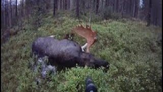 MOOSE HUNTING WITH DOG! Охота на лося с собакой MOOSE HUNTING WITH DOG! Охота на лося с собакой