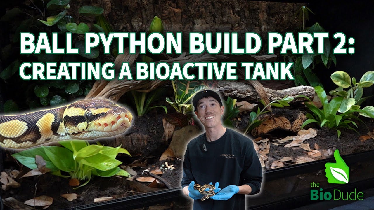 Как построить биоактивный террариум для шаровидного питона: ОБНОВЛЕНО В 2025 ГОДУ
