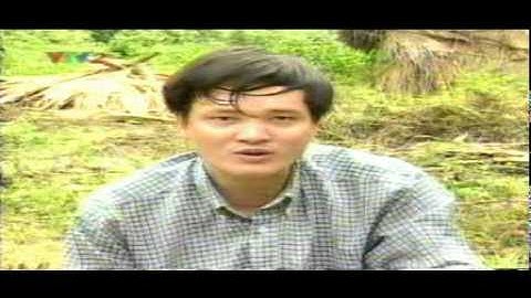 Trồng mộc nhĩ trên thân cây gỗ - Trung tâm Thông tin Khoa học và Công nghệ Đà Nẵng