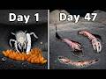 Simulating a Mud Shrimp Colony for 100 Days