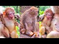 OMG! Poor Baby Monkey Crying Loudly Need Someone Help