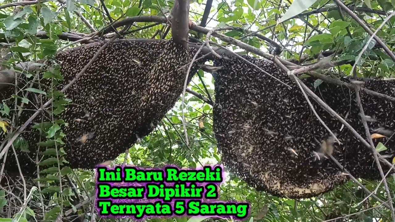 Saya Pikir Cuman 2 Alhamdulillah Ternyata 5 Sarang   #bee#honey#panenmaduhutan#lebah#hutan#trending 