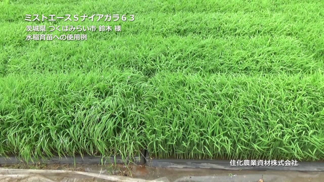 住化農業資材 灌水チューブ サイド 頭上潅水 ミストエースSナイアガラ63 WB8215 100M×2巻 ボクらの農業EC本店