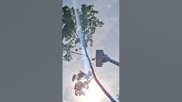 🍔 Send It 🪓#arborist #rigging #stihl #201 #chainsaw #shortvideo #shorts