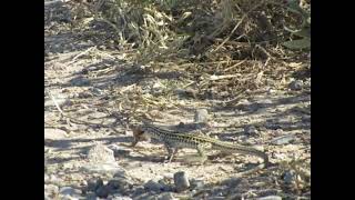 Triploid Checkered Whiptail eating a grasshopper