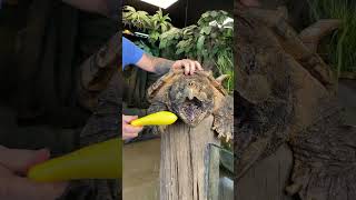 Giant Snapping Turtle Crushes Squash!