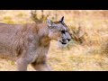 Nature: Pumas in Patagonia