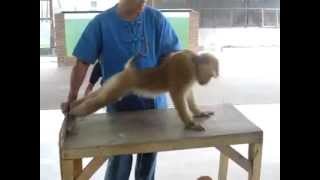 Monkey doing push-ups(Very Funny).FLV