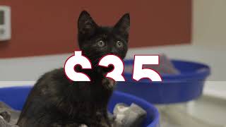 Winter 2019 BVSPCA Mega Adopt
