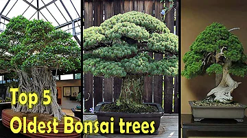 What is the oldest living bonsai tree?