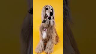 Can you stop it? Do you like Afghan Hound Dog's breed? #dogs #afghanhound