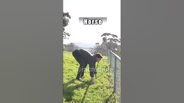How animals get over a fence. #3 #shorts