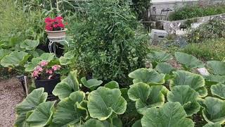 My Garden on Texada Island. Pumpkin patch part two 