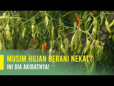 Video: Tanaman Apa Yang Disebut Omik