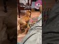 My weird little dog keeps trying to back up onto the couch