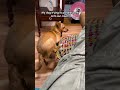 My weird little dog keeps trying to back up onto the couch