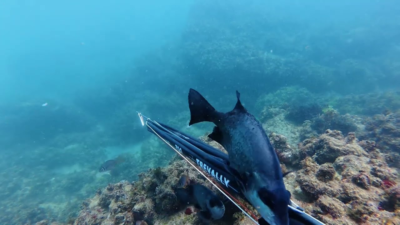 Running Reels Fishing - Mossel Bay Spearfishing Session - Episode 4 - South Africa