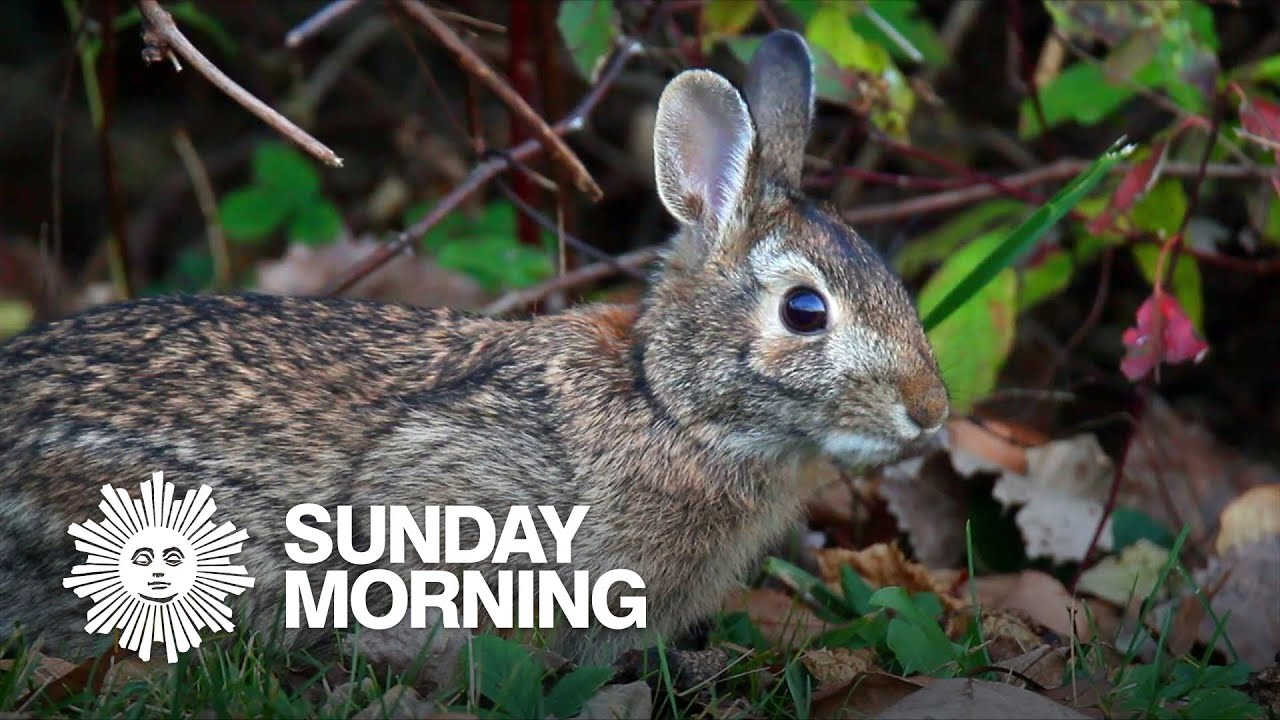 Nature: Bunnies in Pennsylvania