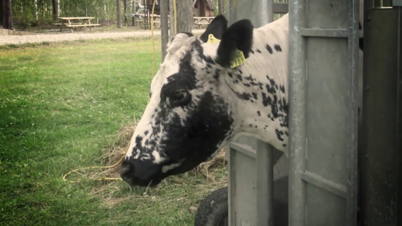 PoroPekan Arki ja Juhla osa 7