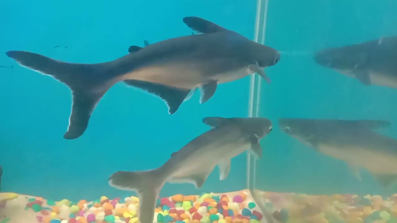 Vellore exhibition tamilnadu, Vellore fort exhibition 2022