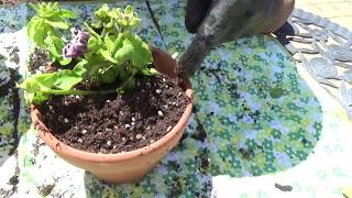 家庭菜園にもおすすめ 花の植え方お手本 Uchi Hana ウチハナ Youtube