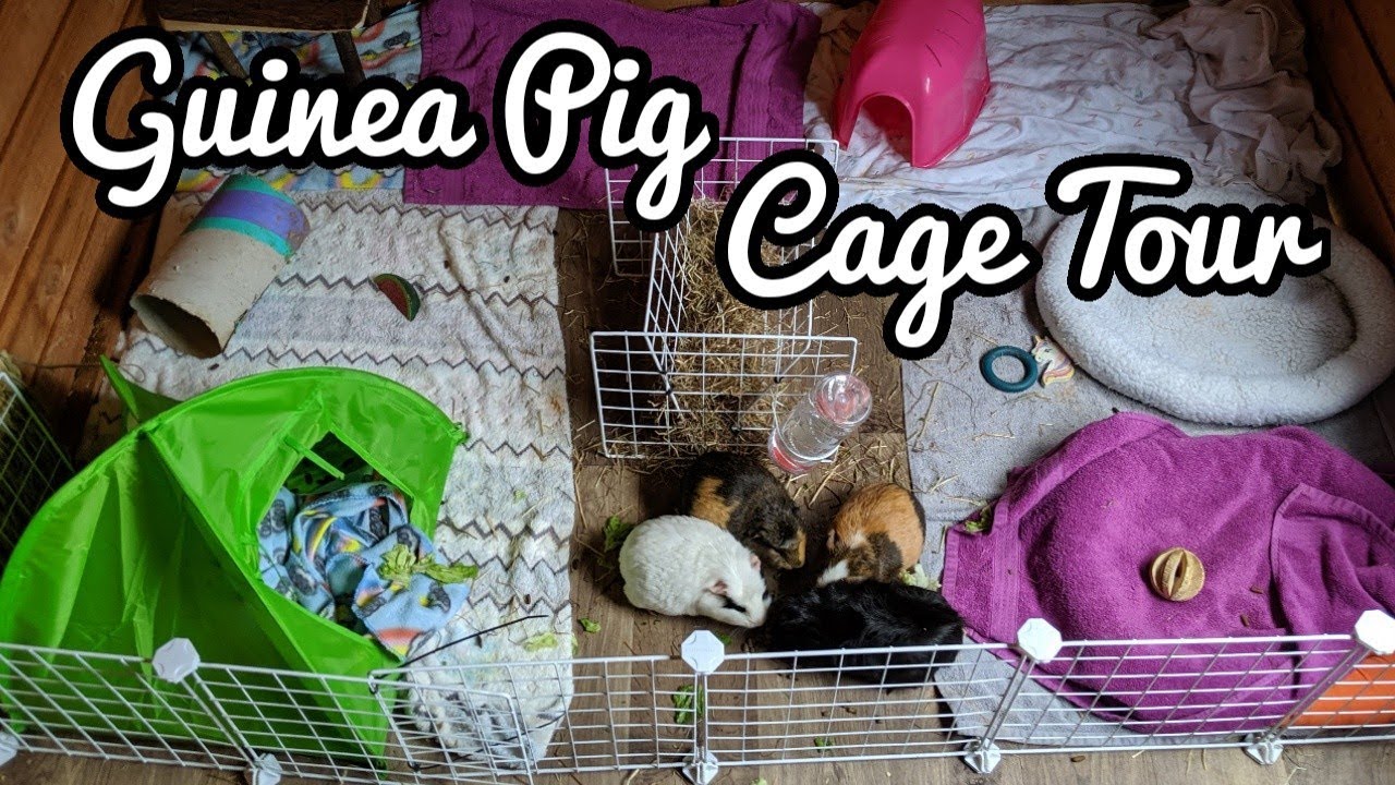 Guinea Pig Cage Tour 2020