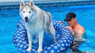 The Dogs Go Swimming In The Pool On A Hot Day!
