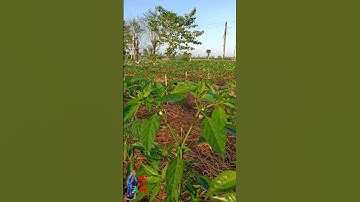 ỚT 20 NGÀY TUỔI CỦA CÔ 4 Ở CỒN CHÂU MA