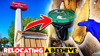 Open Beehive Inside Of This Shed!