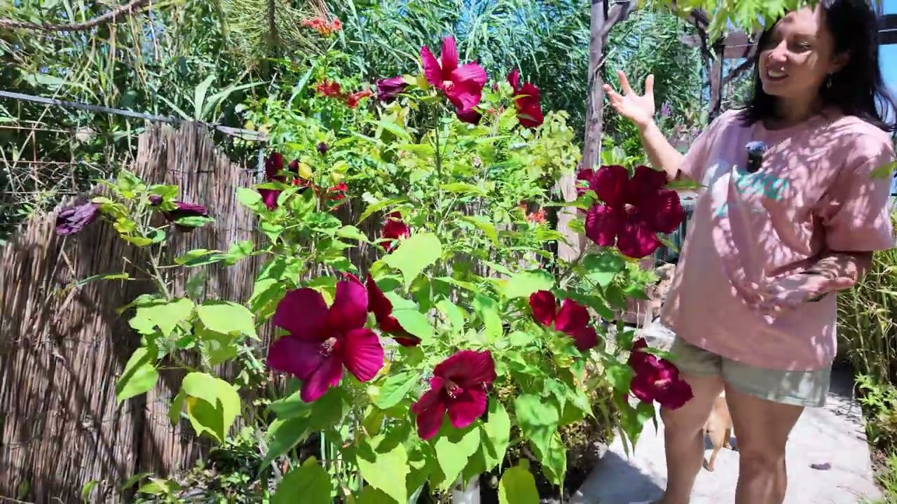 Южный сад в конце июля! ОБЗОР ЦВЕТУЩЕГО ЮЖНОГО ЛЕТНЕГО САДА ! Потери в саду!