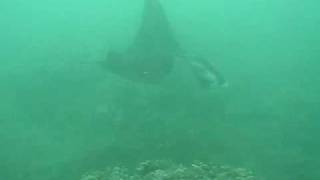 3,900th Maui Dive highlights.wmv