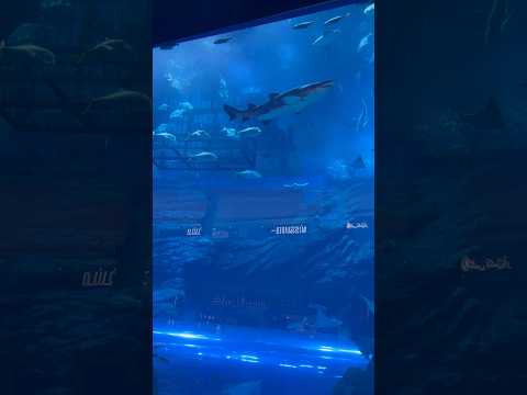 Shark 🦈 in Dubai Aquarium 😱😱 #dubai #aquarium #shark #shorts