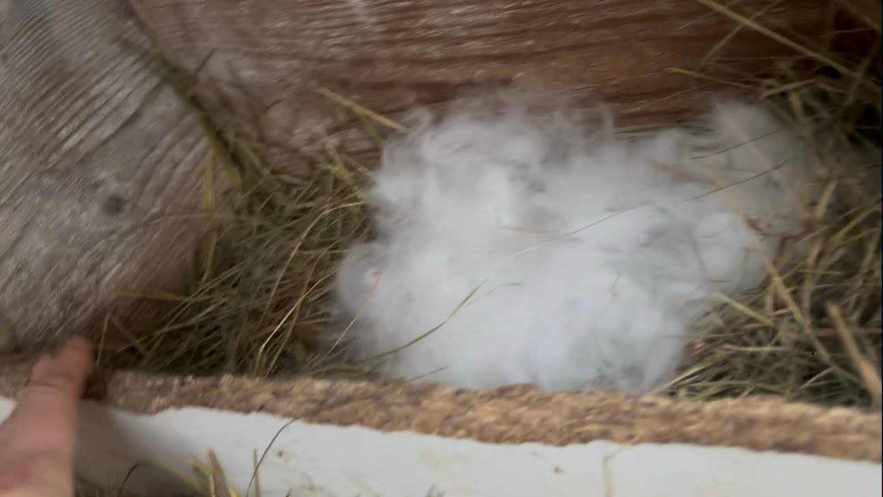 Третій день після окролу.