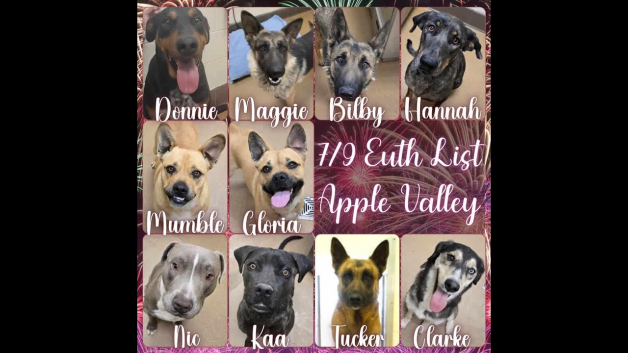 July 9, 2025 DEADLY HIGH KILL APPLE VALLEY ANIMAL SHELTER MASS KILL DAY pls help