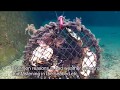 Ghost fishing - lobster pot in Norway