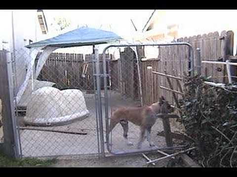 Boxer Experiences Electric Fence