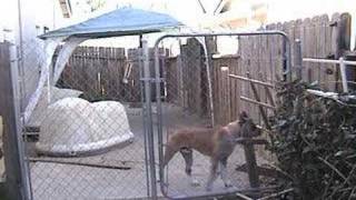 Boxer Experiences Electric Fence