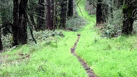 Your path home