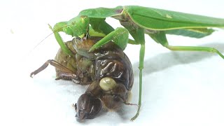 カマキリに外来ゼミの幼虫を食わせると