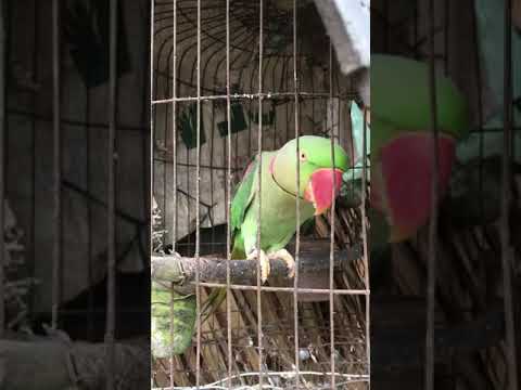 Video vẹt chửi thề bá đạo - youtube