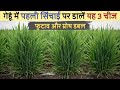 गेहूं की पहली सिंचाई: खाद में बस ये 3 चीजें मिला लो, कल्ले गिनते-गिनते थक जाओगे | Gehu Ki Kheti