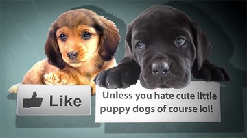 How To Add Headers and Footers in Apple’s Pages