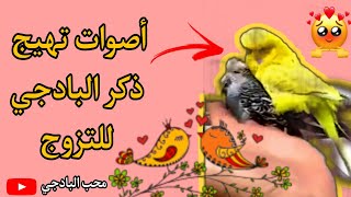 اصوت عصافير الحب اصوت تهيج وتزاوج عصافير الحب &  اصوت تزاوج البادجي ️‍?